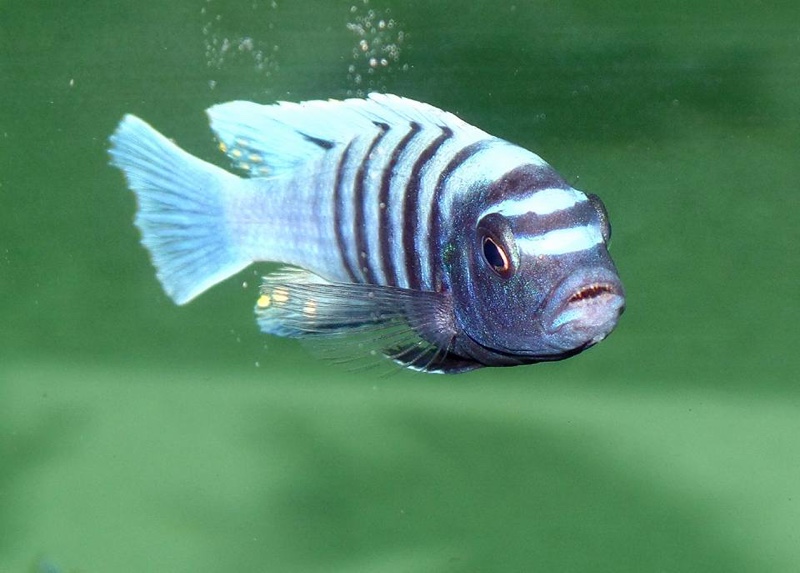 Cynotilapia sp. 'ndumbi'
